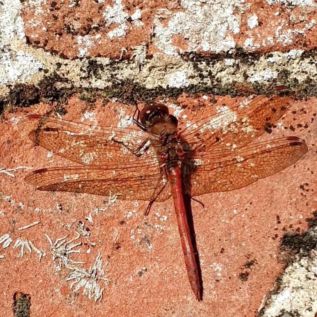 I couldn't believe my luck when I spotted this Common Darter dragonfly taking in the sun yesterday on the ruins of the old brickworks in Somerleyton, #Suffolk.