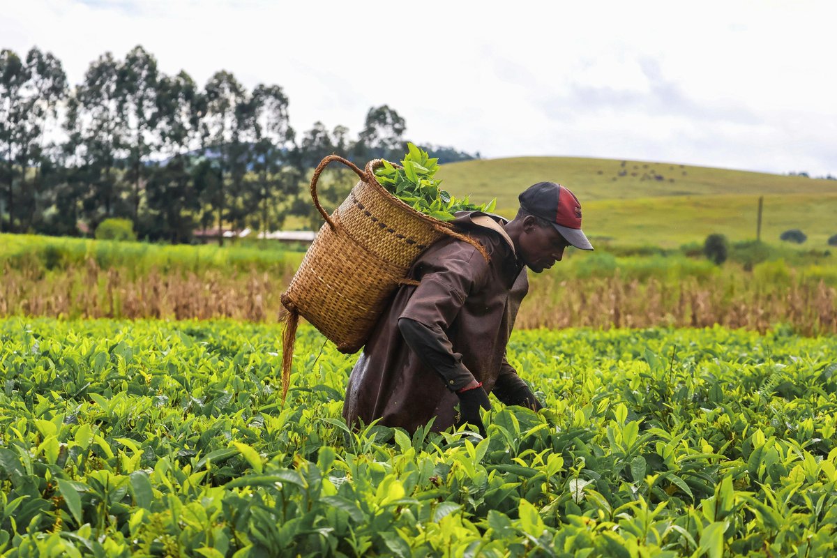 farmingfirst's tweet image. From reducing #deforestation to restoring land, the agriculture, forestry &amp;amp; other land use sector offers cost-effective climate solutions.

@BiovIntCIAT_eng highlights innovations like My Farm Trees, which has helped farmers restore land 👇🏾
bit.ly/43bIkrF

#COP30