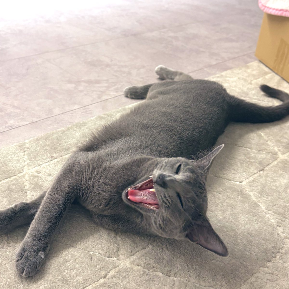 ロシアンブルーのシアン🐈‍⬛ (@kana_cosme123) / Posts / X