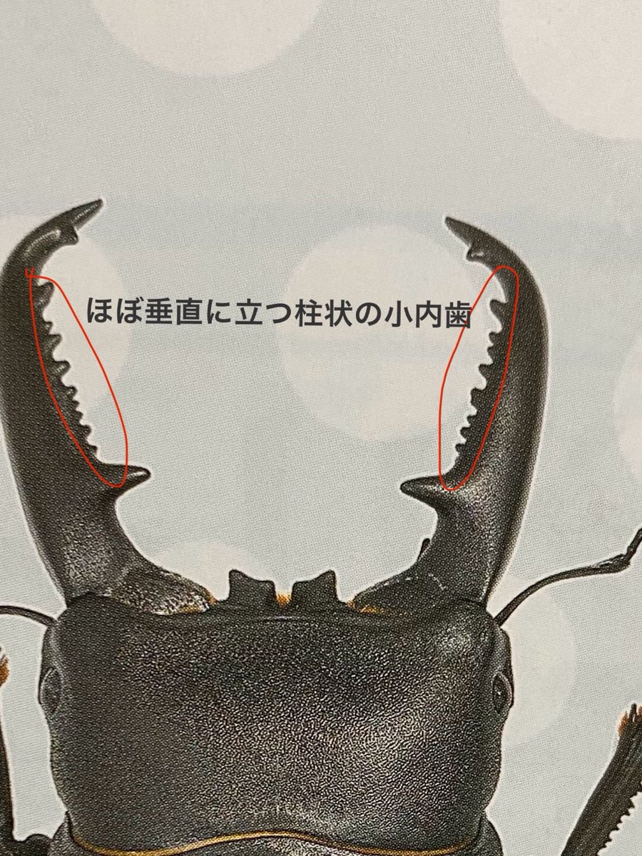 RK_dokke's tweet photo. @seseiseih 気を悪くされたらすみません。

登録された個体に本土〜対馬間のヒラタクワガタでは見られないような特徴がありますので、直仔は慎重に扱うべきかと思います。

画像はどれもヒラタ最大亜種でよく見られる形質なのですが、何か心当たりはないでしょうか…。 https://t.co/44oE0XTZUg
