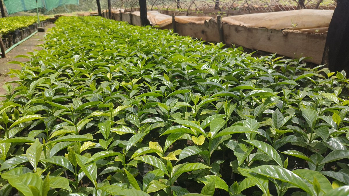 Cleotilda Jemutai tweet media