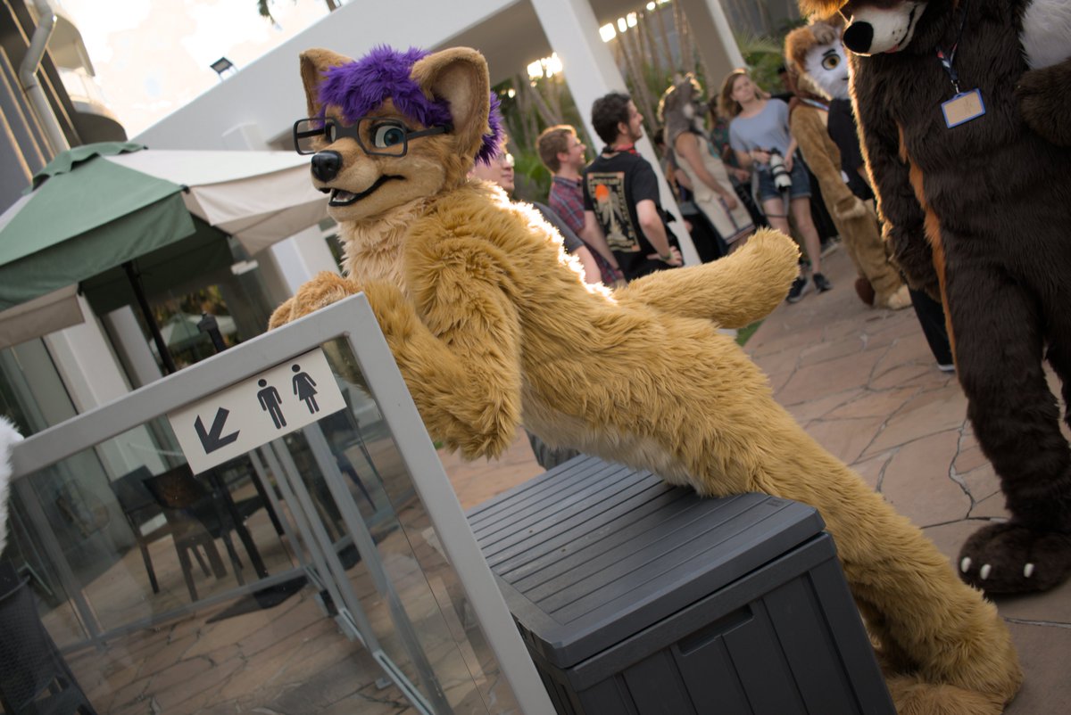 Kal Dingo tweet media