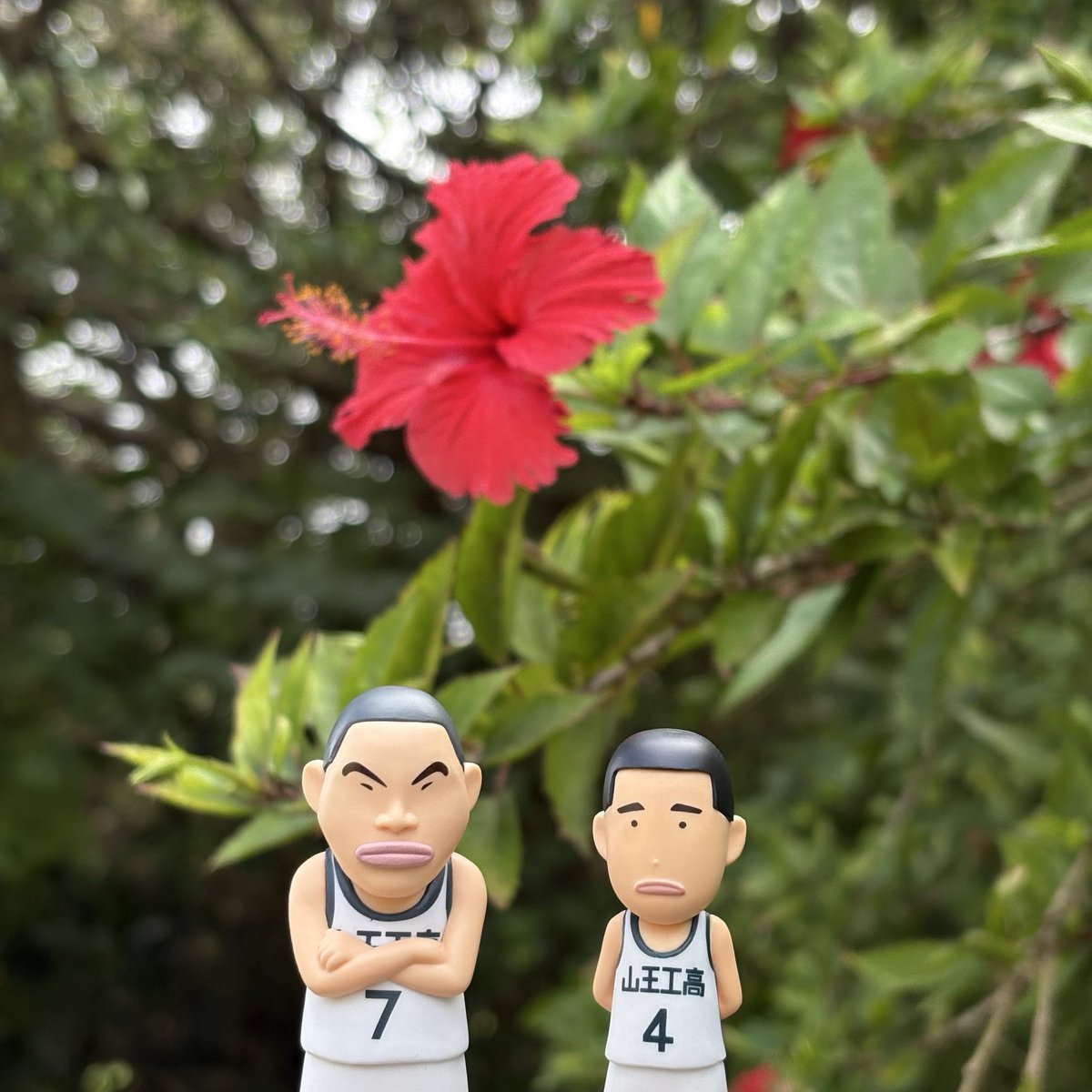 oooozyoooo's tweet photo. 南の島の https://t.co/8YCVBS62E2