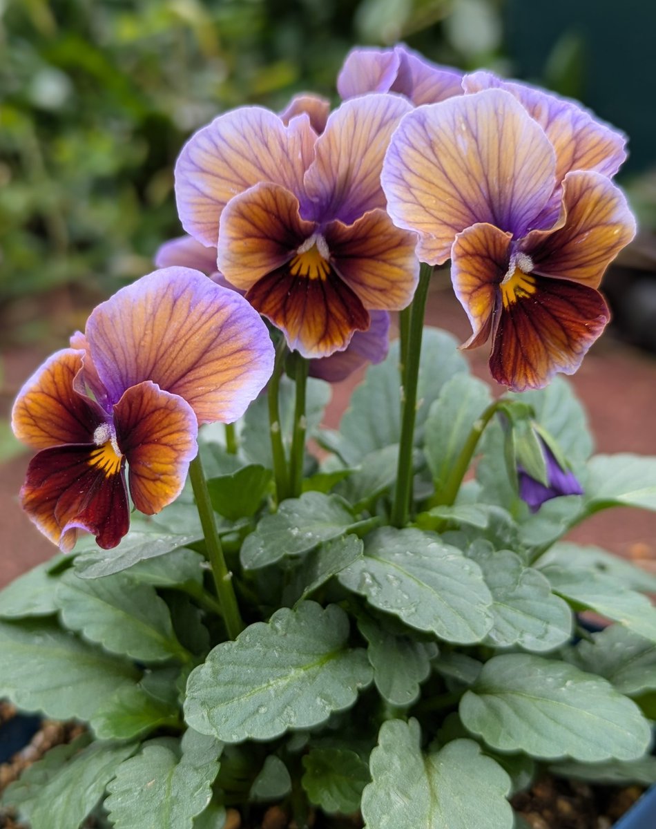 かえは (@j5FTNd42bUc1k3D) / Posts / X