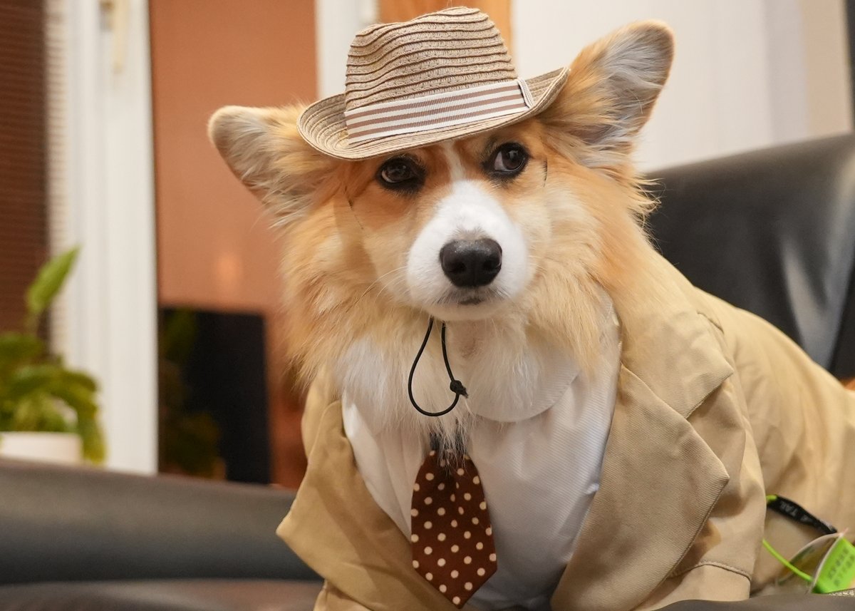 mocosuke1106's tweet image. お家記念日5周年を迎えたよ！
大人の渋みが増したオジかわもこちゃん

#コーギー #corgi