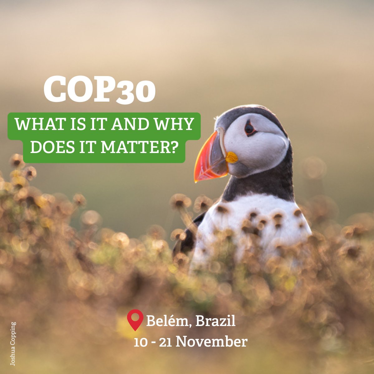 #COP30 kicks off today in Belém, Brazil. It’s the UN’s annual climate summit where world leaders, scientists, NGOs &amp; activists come together to tackle the climate crisis. COP30 is a chance to change course &amp; push for real action, not just promises. (1/3)
wildlifetrusts.org/cop30?utm_sour…