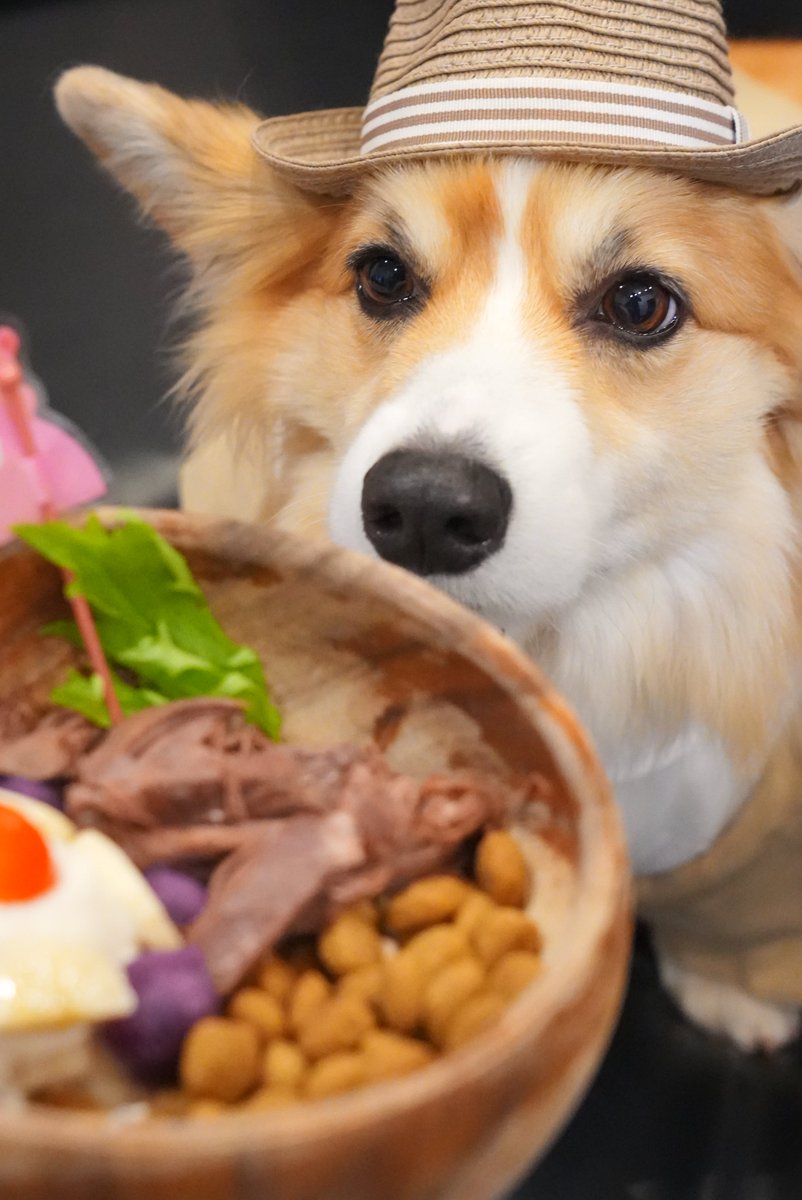 mocosuke1106's tweet image. お家記念日5周年を迎えたよ！
大人の渋みが増したオジかわもこちゃん

#コーギー #corgi