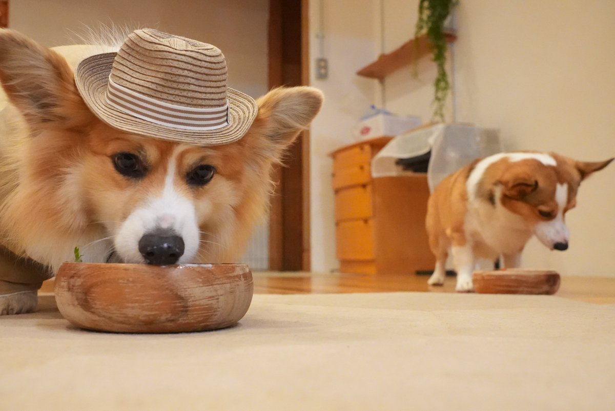 mocosuke1106's tweet image. お家記念日5周年を迎えたよ！
大人の渋みが増したオジかわもこちゃん

#コーギー #corgi