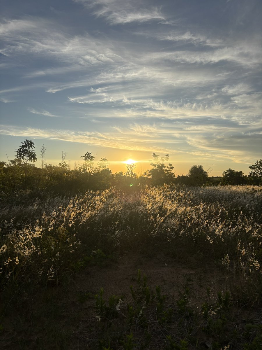 DanielBranch94's tweet image. With no access to either site, it looked like the birding gods had decided we would not be seeing the Endangered White-winged Nightjar!
But driving up to the gate and begging for entry got us a fantastic evening in Paraguayan Cerrado!
Known from only 5 sites, it is a rare bird!