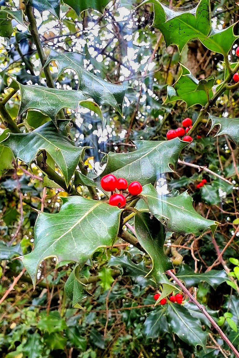 I don't think I've seen such an abundance of berries at this time of year before!  #Suffolk