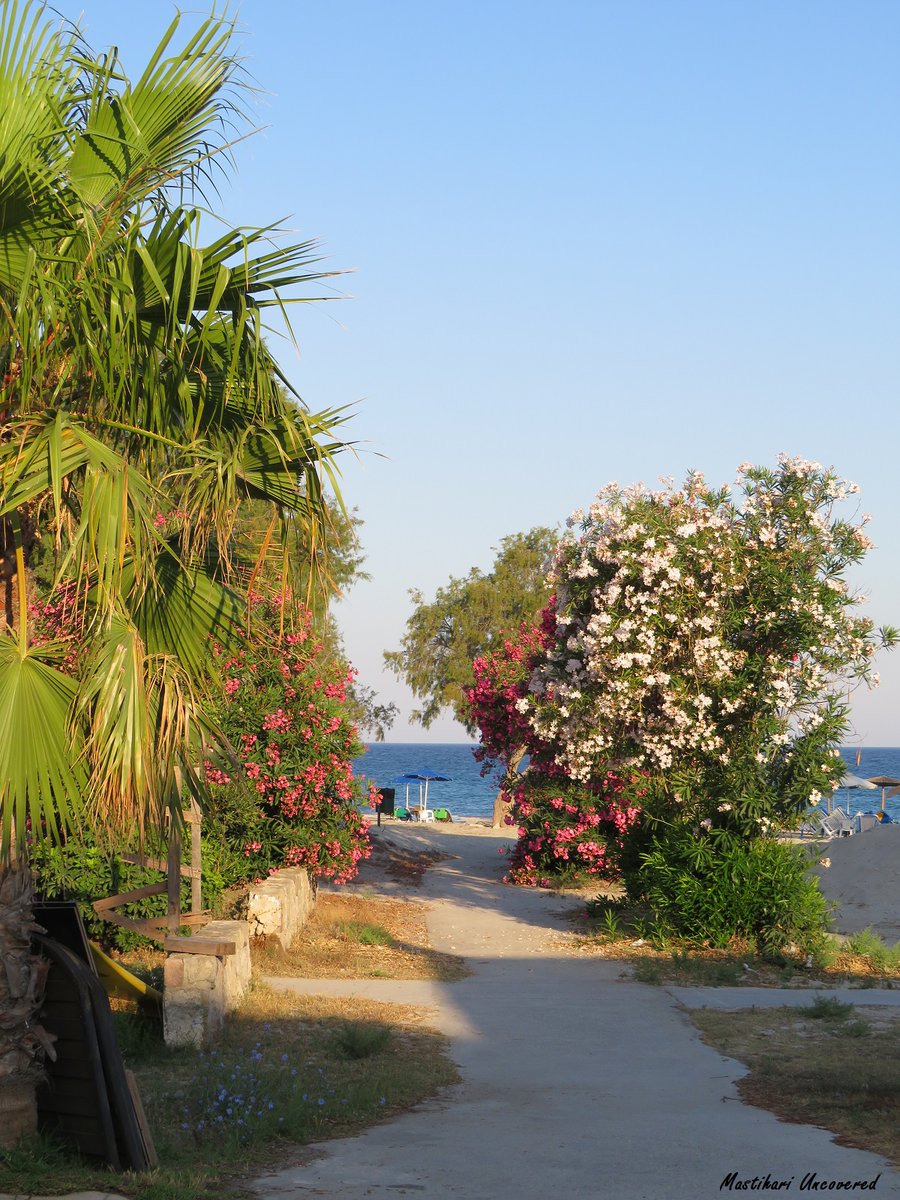 TheUncovereds's tweet image. Paths to beautiful beaches.
#Kos #Greece #GreekIslands