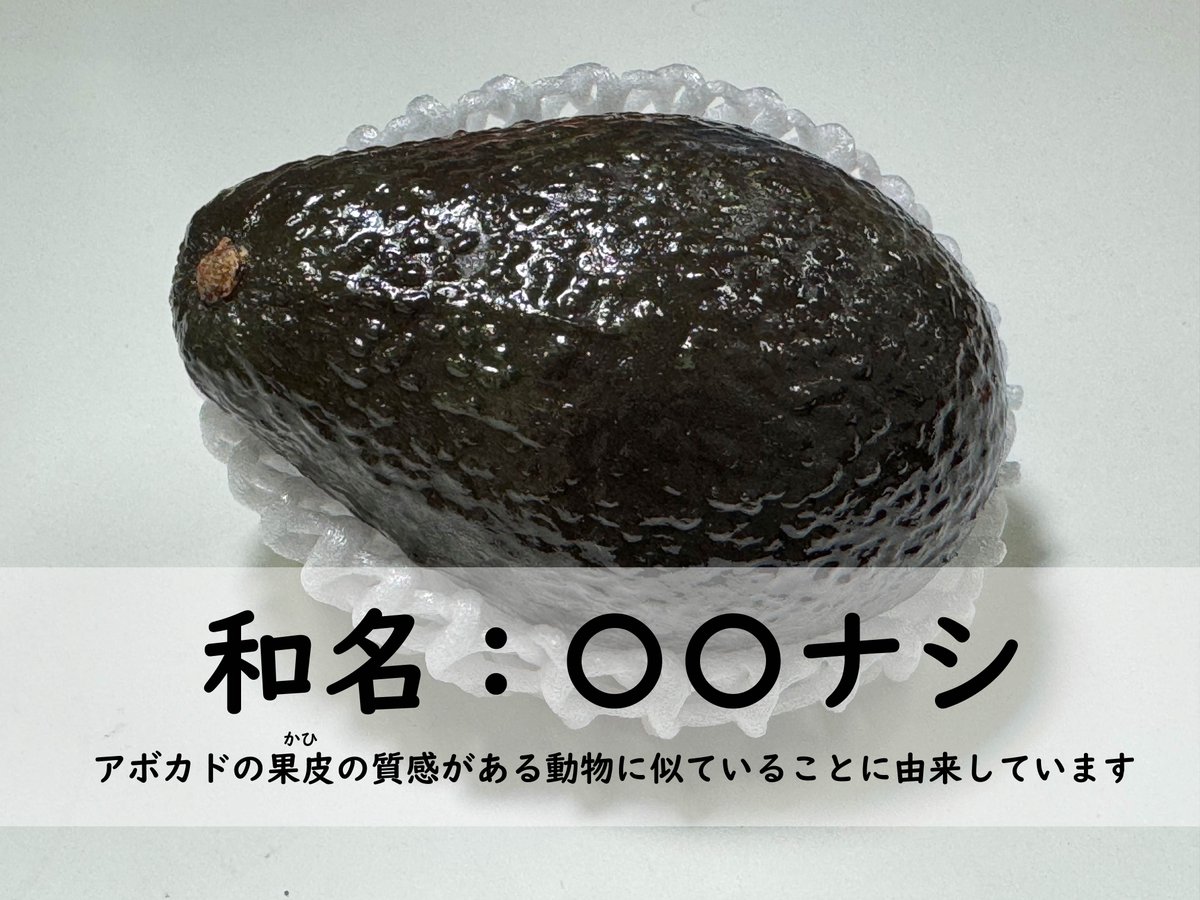 🥑￣￣￣￣￣￣ 開 催 予 告 ＿＿＿＿＿＿🥑 11月26日(水)からはじまる