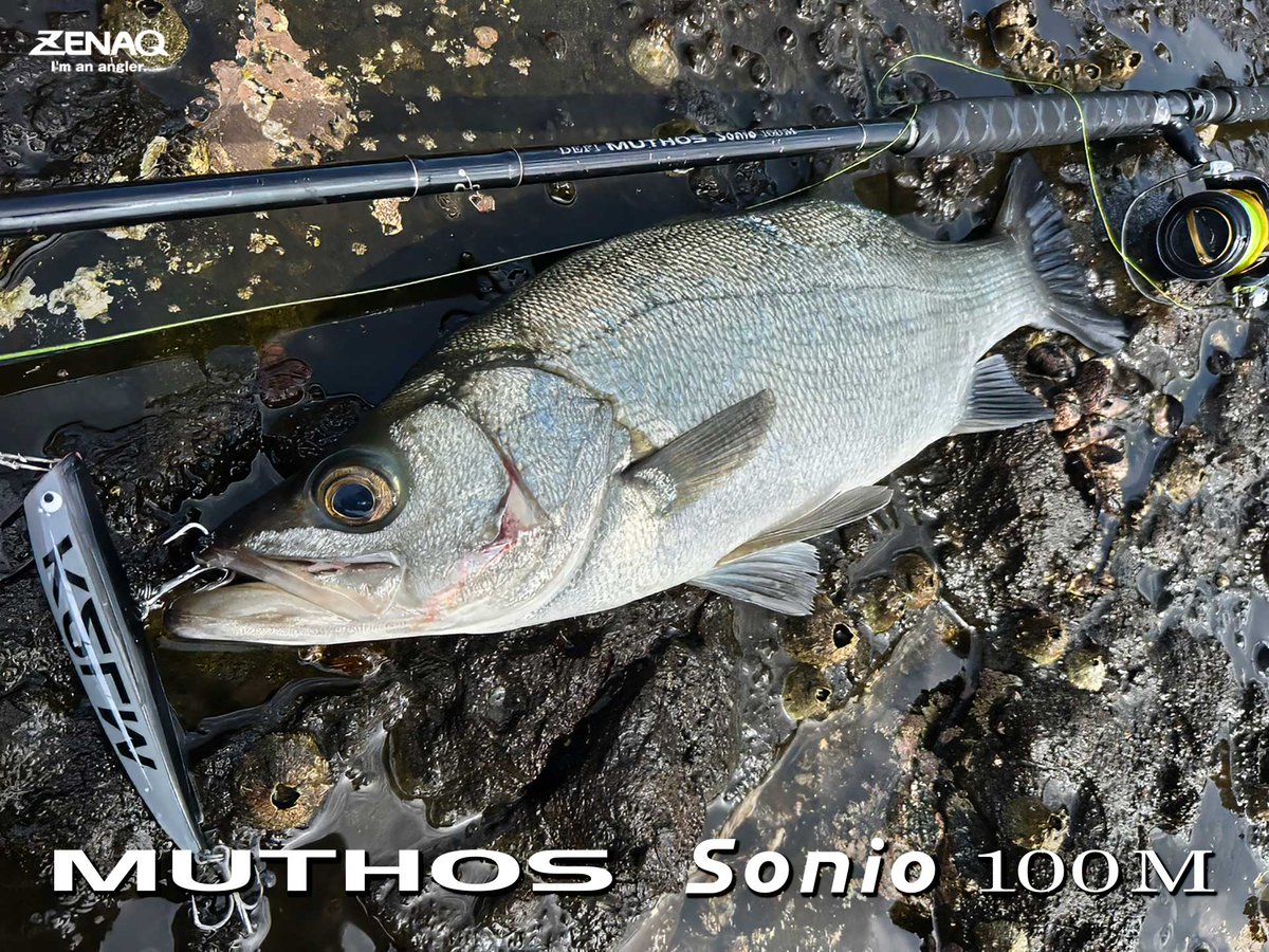 Angler: Hikari yada
Rod: MUTHOS Sonio 100M
Reel: Stella SW 5000XG
Lure: K2LM
Line: PE2.5
Shock leader: Nylon 50lb
Fish: Blackfin Seabass
Location: Nagasaki, Japan

©ZENAQ CO., LTD.
#ZENAQ #Fishing #ゼナック #釣り