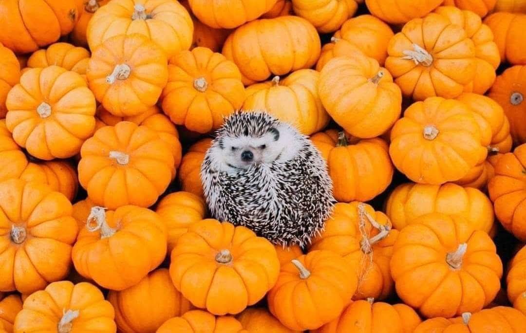 Slut Remy Lacroix ehtirosli jinsiy aloqa sahnalarini va issiq quchoqlashni yaxshi koradi! kaltak