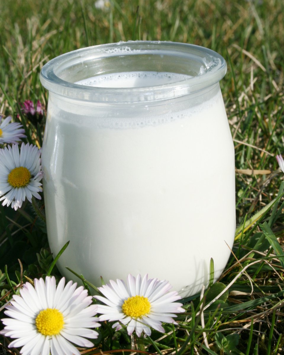 SuperUnide's tweet image. 🥛 El yogur natural se puede usar como base para salsas cremosas en lugar de nata. Así consigues un resultado más ligero y saludable.

🔗 unide-mirasierraclarin.es

#receta #lacteo #unide