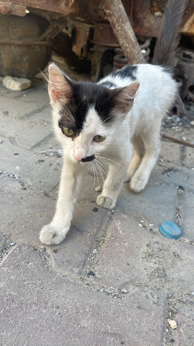 Good morning, my friends😻🐾💞🌸