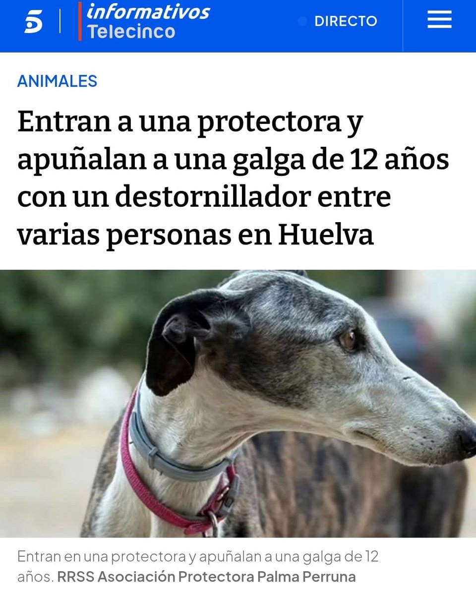 🔴 No nos puede entrar en la cabeza, que unos malnacidos hayan entrado en una protectora en la Palma del Condado en Huelva a matar una galga de 12 años con un destornillador.

😡 Merecéis pudriros en la cárcel. Solo este partido político está pidiendo elevar las penas de prisión