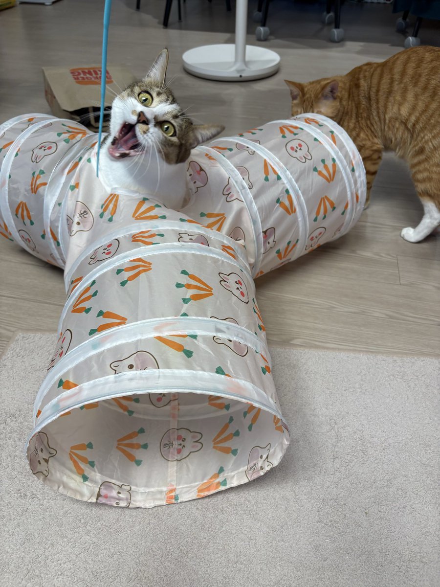 저 이런거 혼자 보는 사람 아닙니다ㅋ.