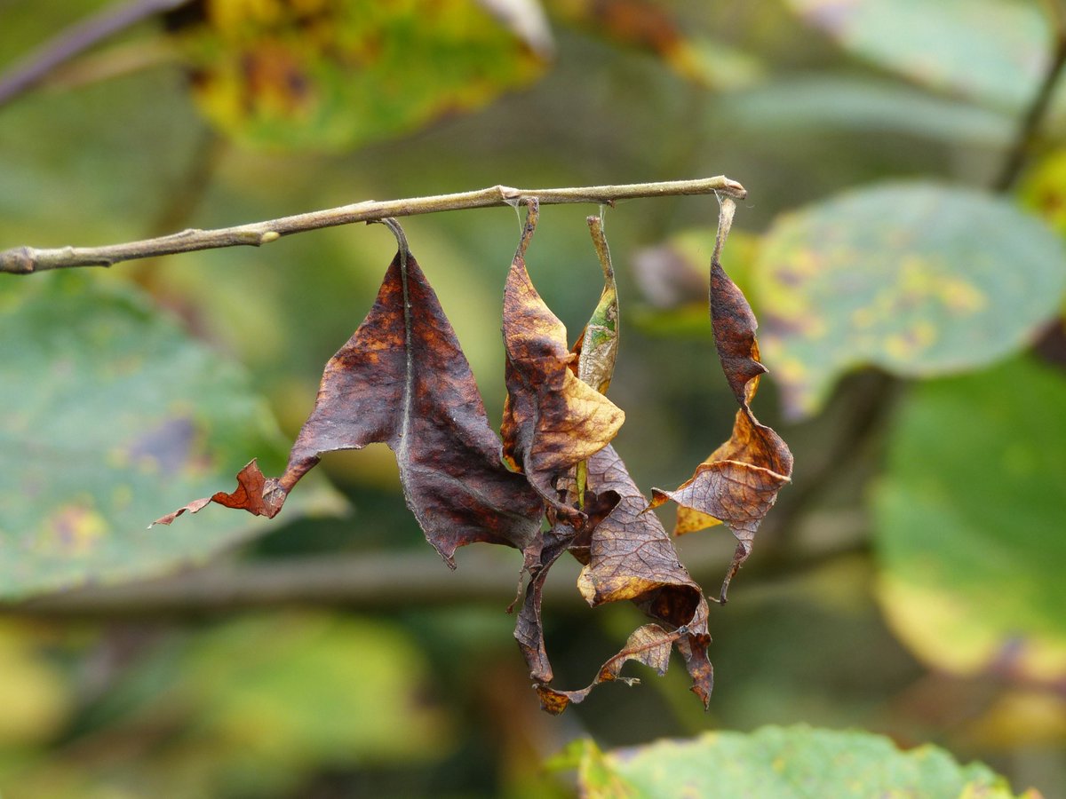 Purple Emperor larvae tie their feeding leaves on with silk. In Nov, they wander off to hibernate on stems. The petiole join breaks, but the vacated leaves stay attached, spinning on silk strands. This can be the best way of finding this elusive insect