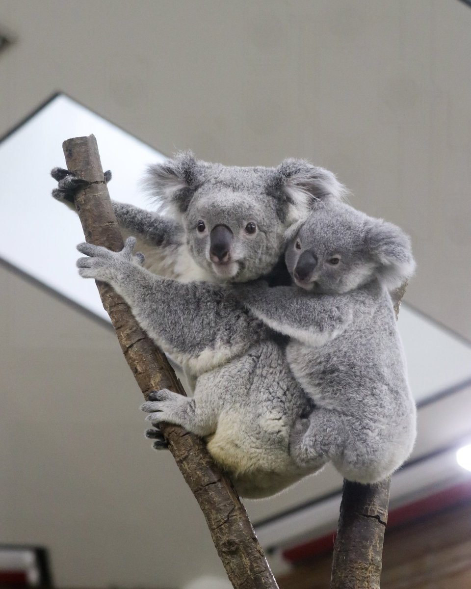 adorno コアラ coala まる on X