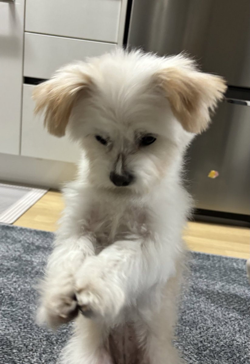 Noopppp_y's tweet photo. 확실히 부숭부숭해짐 https://t.co/45jBsqSQel