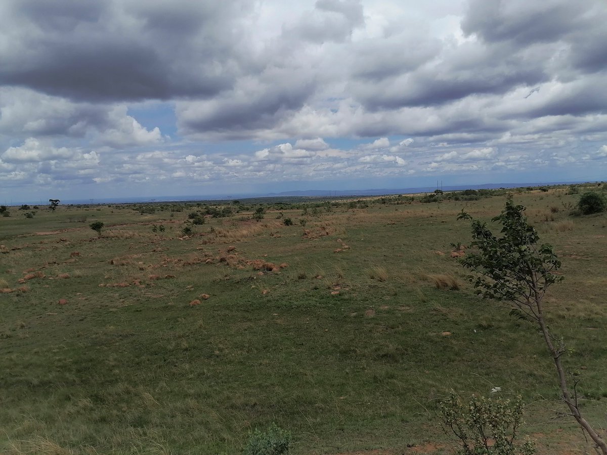 I owe my Allegiance to the African soil