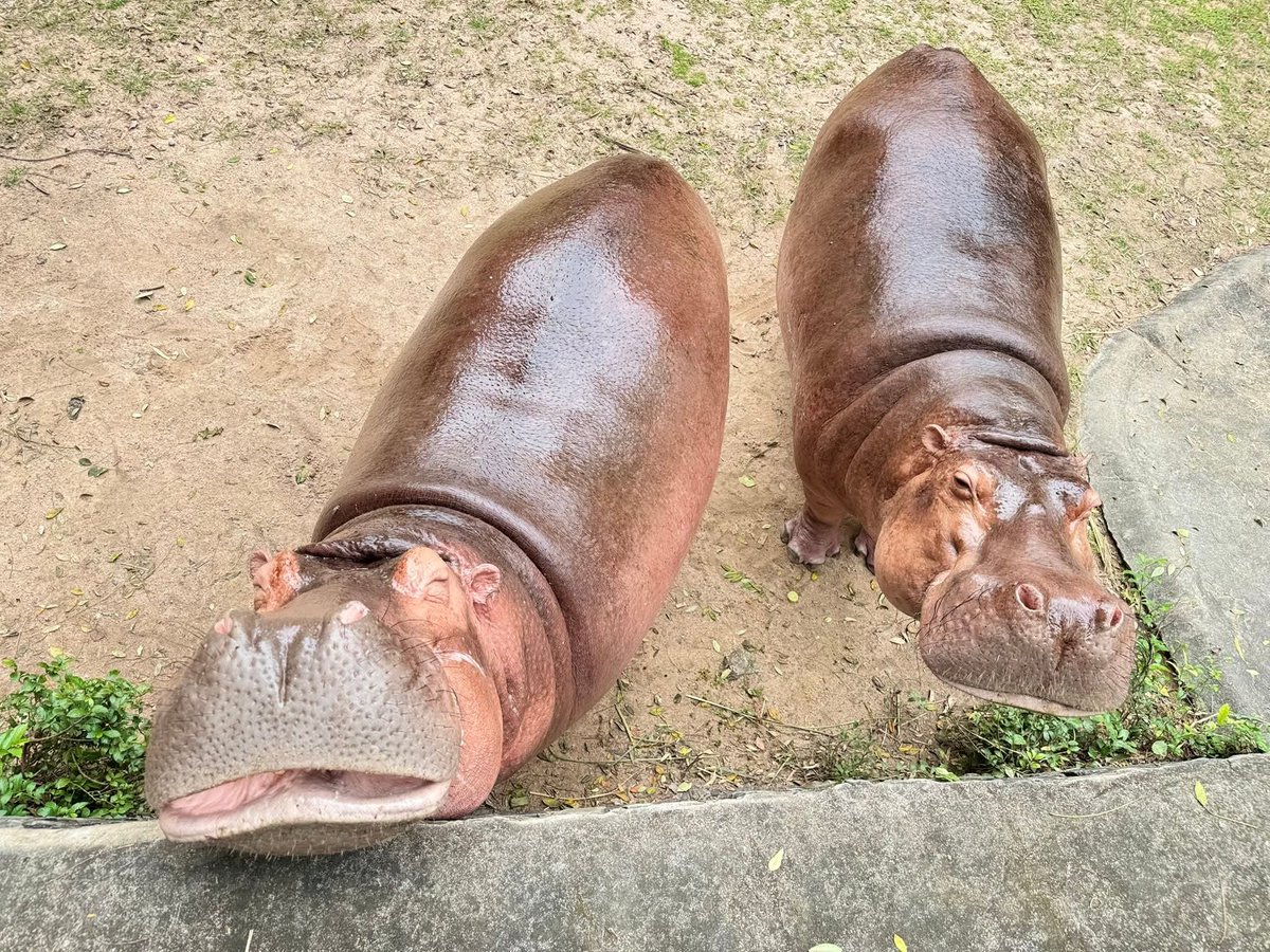 ขาหมูคนสวยกับคุณแม่ศรีพิงค์🦛🥰