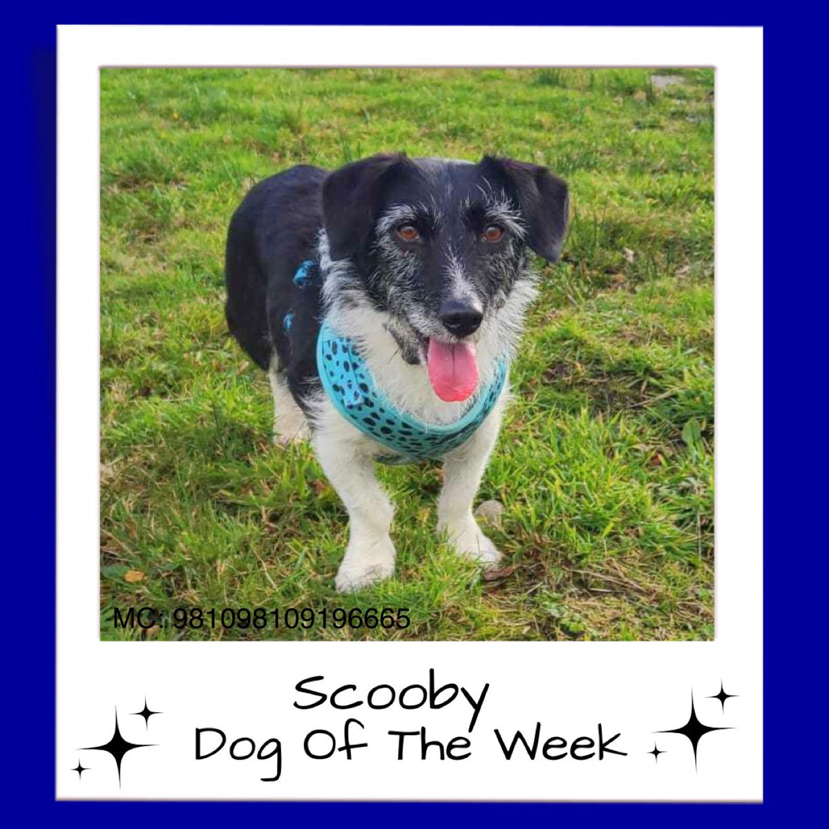 It’s so sad to see 6 yo Scooby trying to cope in a noisy kennels following the death of her beloved human 💔

Our calm, gentle and affectionate lady is looking for calm country strolls and a soft lap to dream by 💕🐾

Find out more:👉 madra.ie/dog-profiles/

#AdoptDontShop