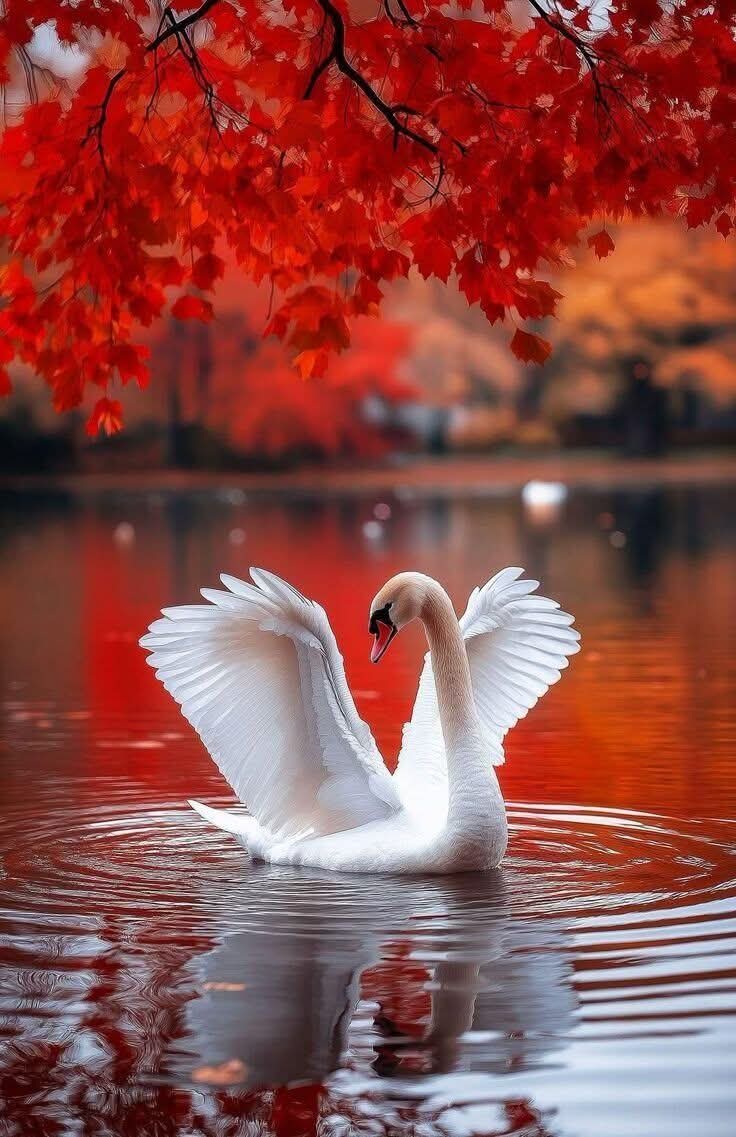 لا تنظر للخلف وتسأل نفسك "لماذا؟"
 بل انظر للأمام واسأل نفسك "لماذا لا؟"

اتمنى لكم يوم سعيد ♡