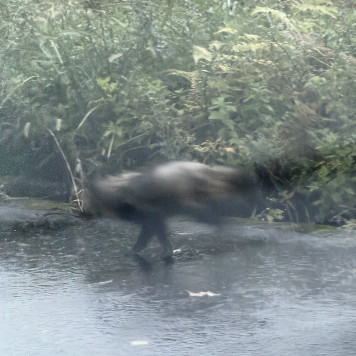 タヌキ（残像）