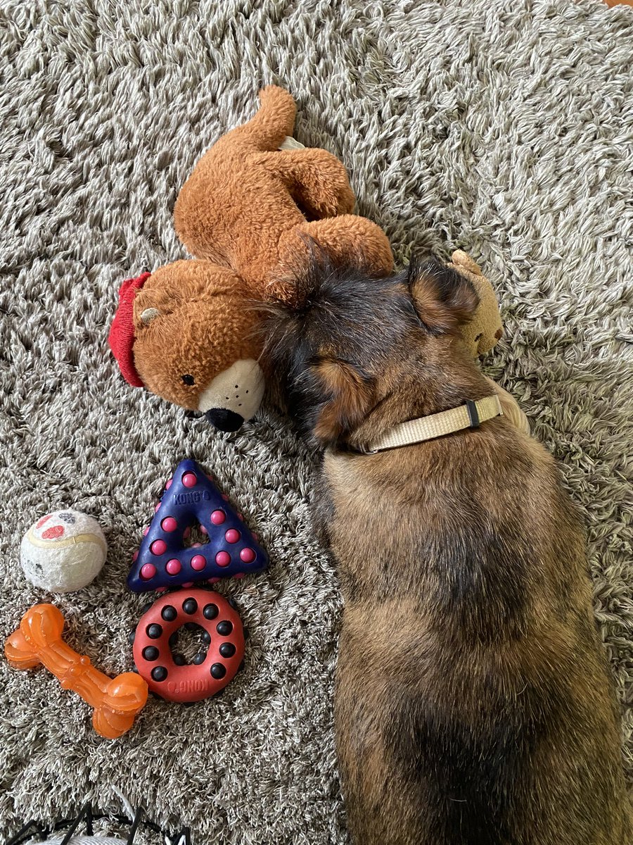 tomislav_stojak's tweet image. Danas naš brko #Pips slavi 4 rođendan! 💙💙🐾🐾💙💙