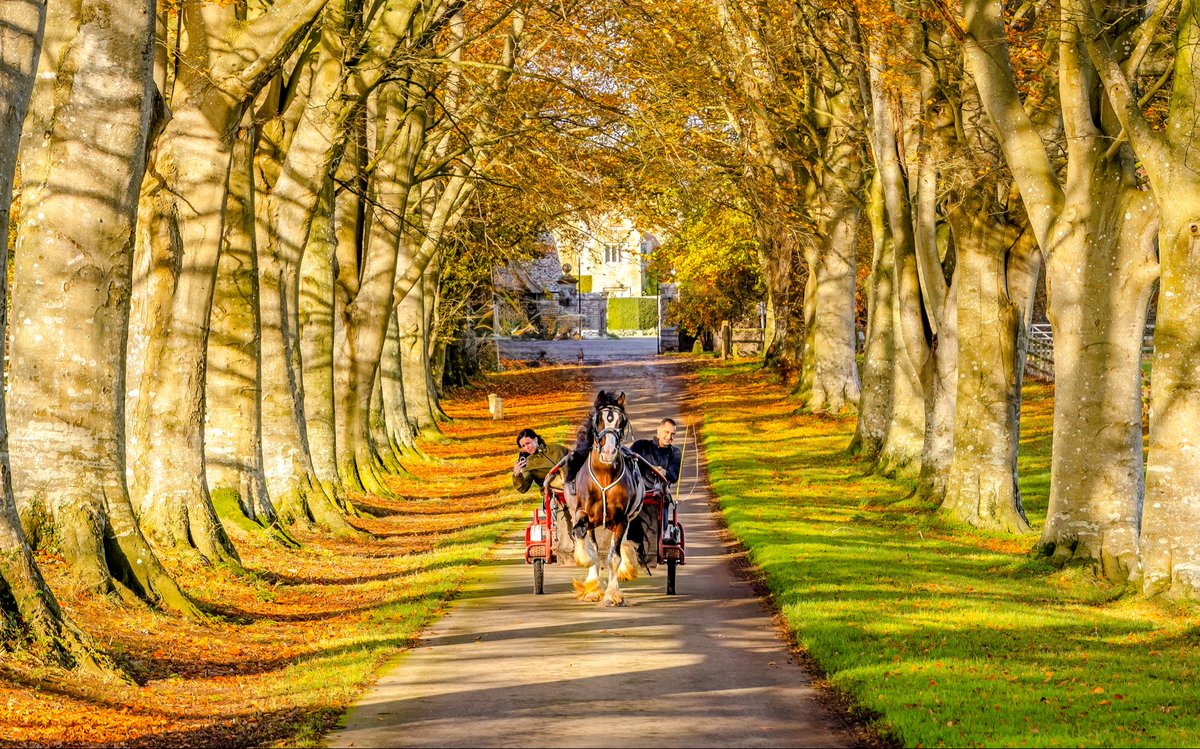 ‘Horse &amp; Trap riding through an Avenue of Trees’

Hinton St Mary
#Dorset 

I love these lucky kind of moments to capture when you actually have the camera with you at the time! 😁❤️
<a href="/Bournemouthecho/">Bournemouth Echo</a> <a href="/StormHour/">#StormHour</a> <a href="/BBCSouthWeather/">BBCSouthWeather</a> <a href="/AlexisGreenTV/">Alexis Green</a> <a href="/bvmmagazine/">Blackmore Vale Mag</a> 
#AutumnVibes #Trees