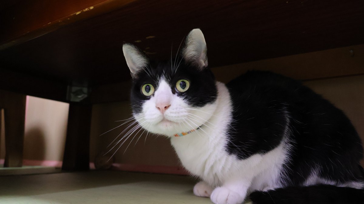 にゃんたまチャンネル@猫と遊べる温泉旅館 on X