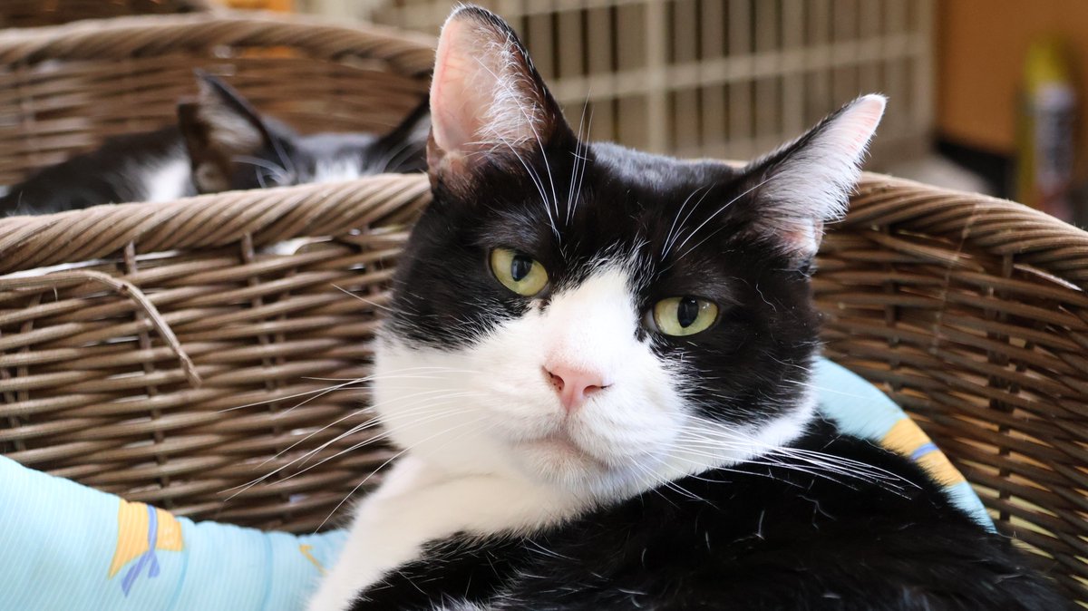 にゃんたまチャンネル@猫と遊べる温泉旅館 on X