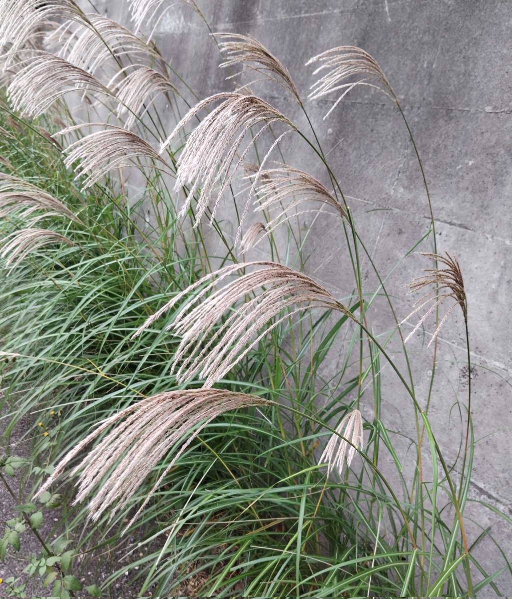 うさたん (@usatanno2525) / Posts / X