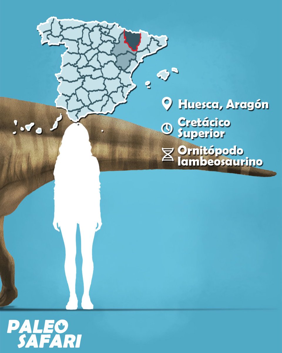 #Dinovember 10: Arenysaurus ardevoli

Fue de los últimos dinosaurios en el registro europeo, pues los estratos que contienen sus fósiles son justo del Cretácico terminal. Muy probablemente también fuese testigo del fin a la era de los dinosaurios.

#españa #ciencia #paleontologia