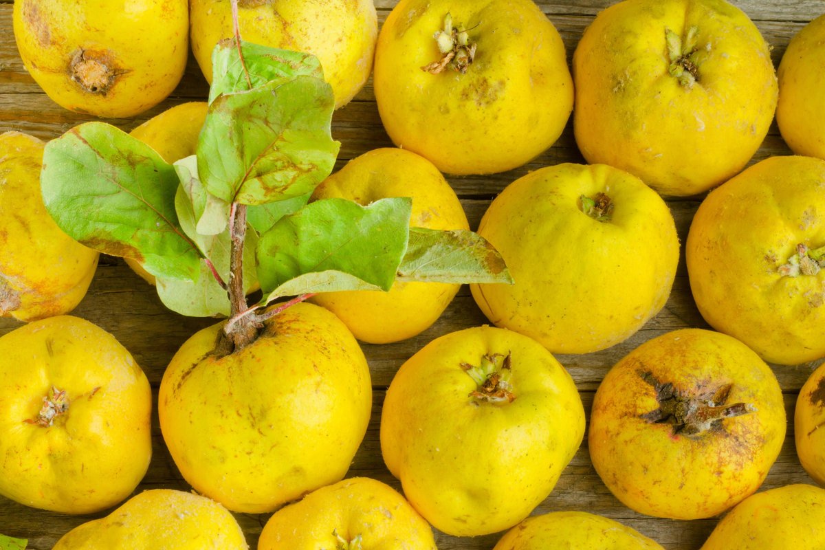 LObservatori_V's tweet image. Paraula del dia 💪✌😉

Codony, -nys
(Del llatí *cotōneu, mat. sign.)
1.  Fruit del codonyer. Té forma de pera grossa i és de sabor molt aspre. Se menja torrat o en confitura.
2. ¡Codonys!, interjecció que expressa d’admiració o d’indignació...👇
diccionari.llenguavalenciana.com/general/consul…