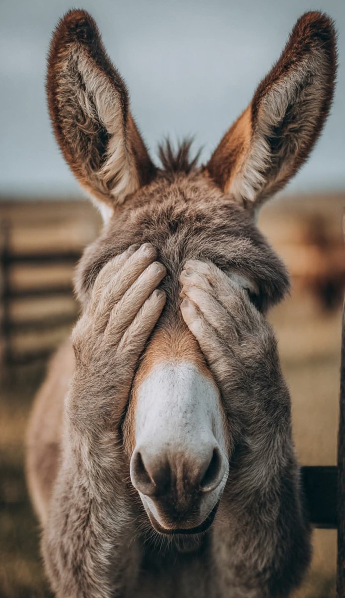 من السهل أن تخفي وجهك عن الآخرين
 لكن من المستحيل أن تخفي غبائك 

مثل إفريقي♡ الإنترنت