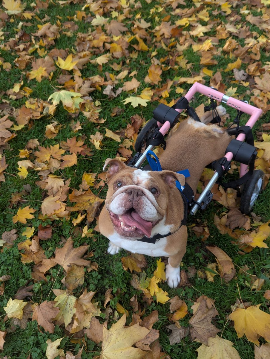 When I first ask her if she wants to walk 🤣 but she does love it once she’s out 💛💚