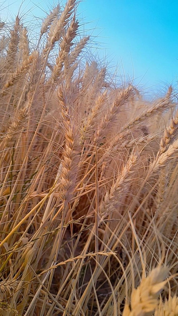 🌱 رشد اقتصادی از دلِ صداقت و تلاش واقعی جوانه می‌زند.

#اقتصاد_بومی_محور 
#سرمایه_ایرانی