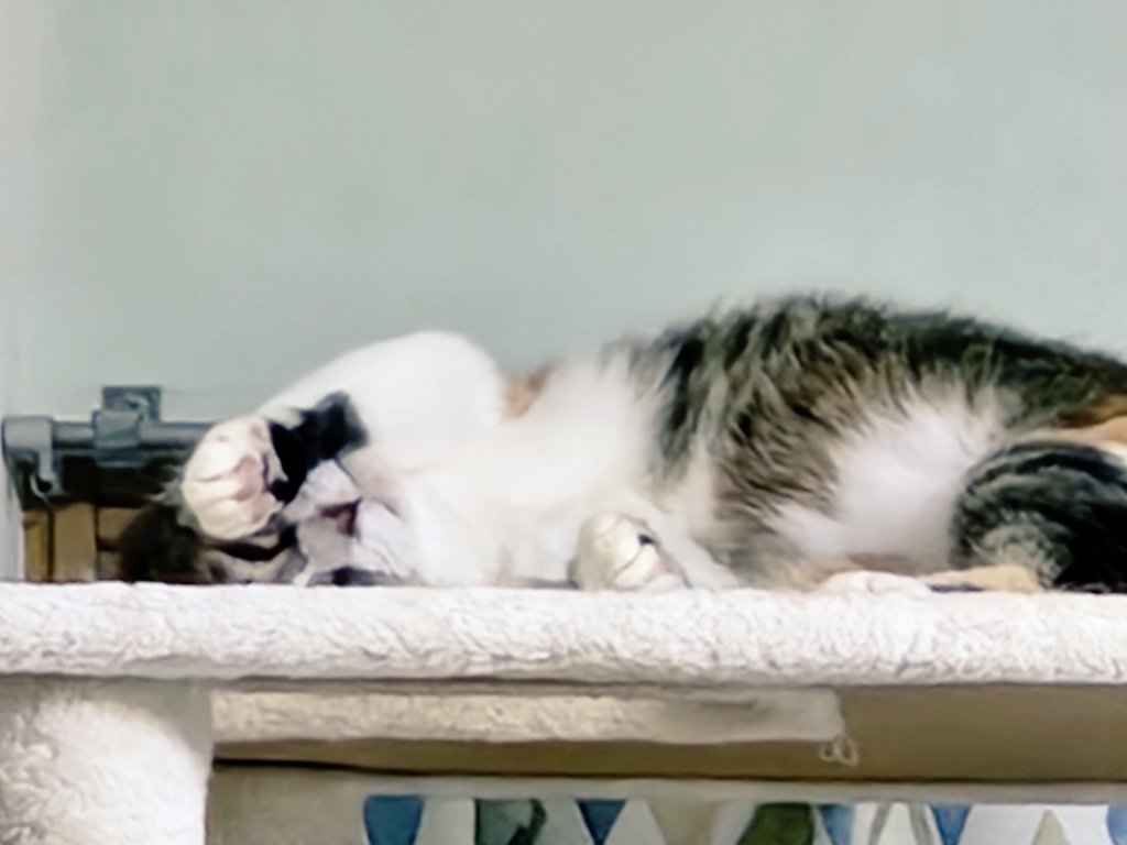 mogu_pero2's tweet image. 五分くらい動かなかった…目開いてるけど寝てたのか🤔  #保護猫 猫のいる暮らし