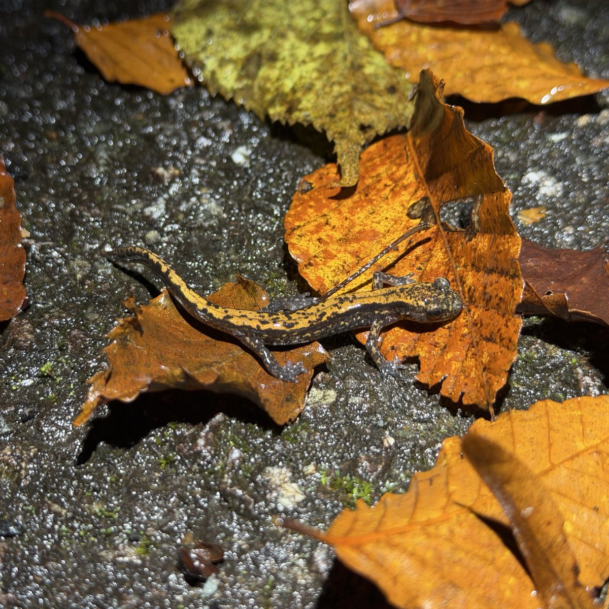 おチビちゃんｽﾞも沢山見ることができた

ヒダサンショウウオ
ハコネサンショウウオ