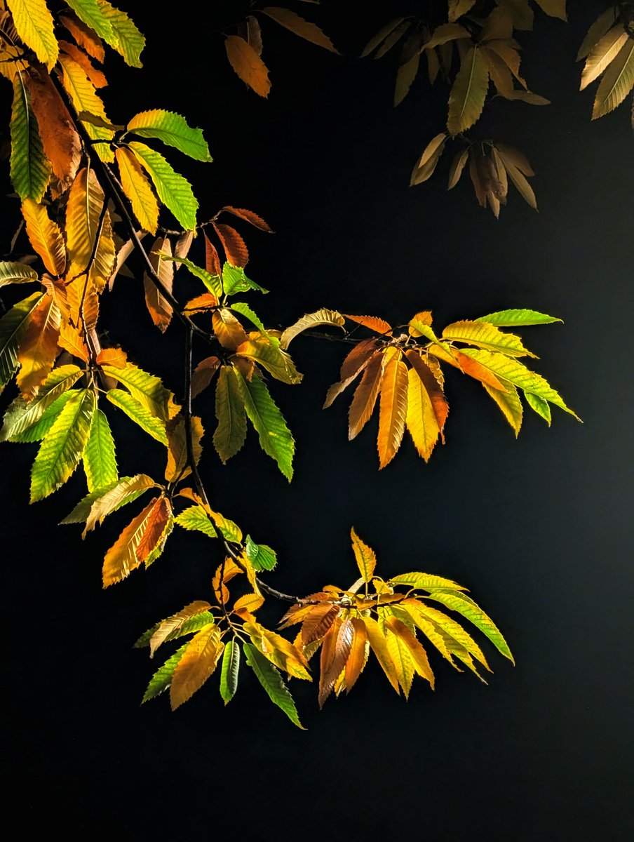 Cómo me gusta salir por la noche a hacer fotos aprovechando las luces de la ciudad.
En este caso el protagonista fue un castaño vestido de otoño.