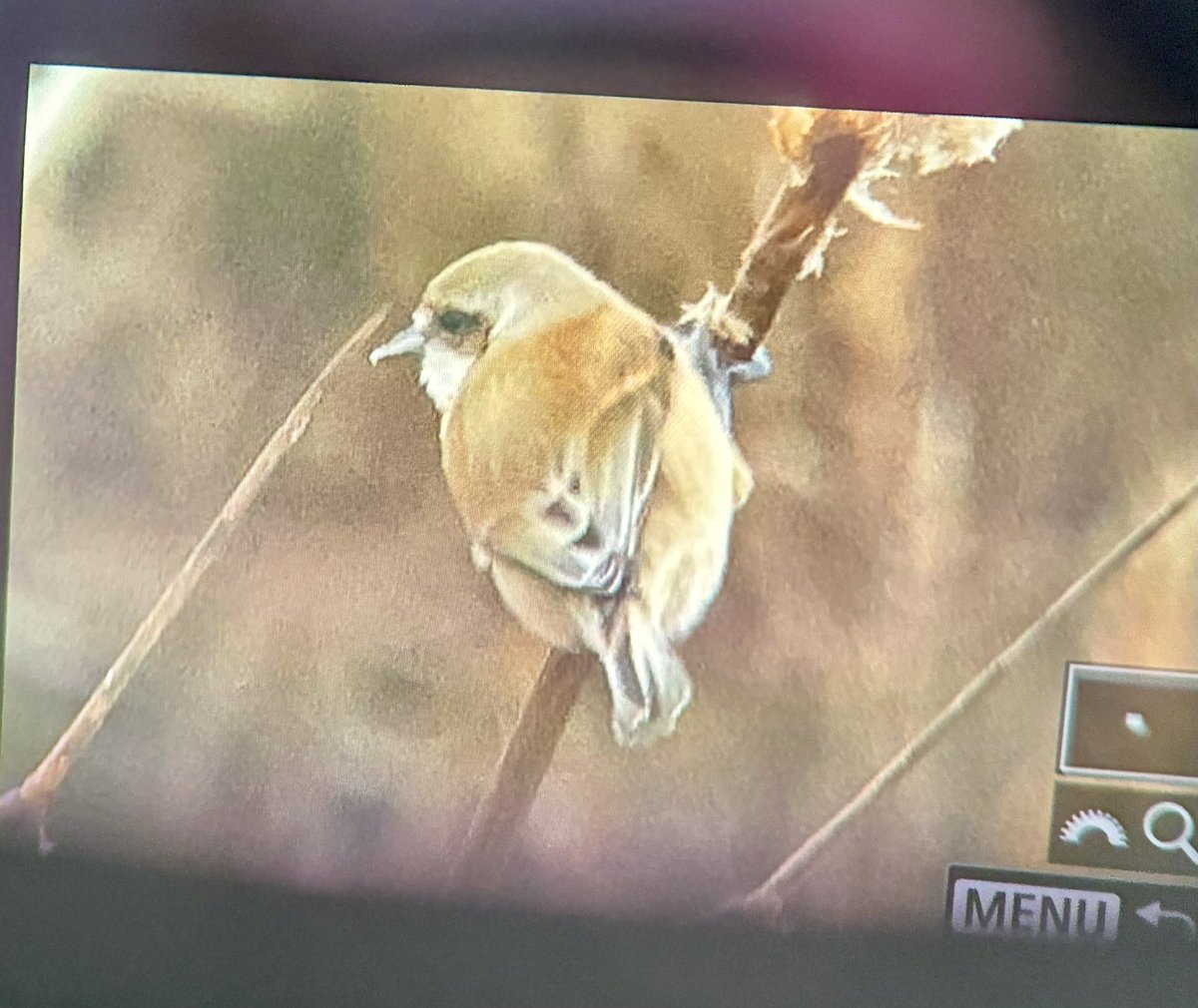 Great views of the Northwick Warth Penduline tit before work #birds #avonbirds