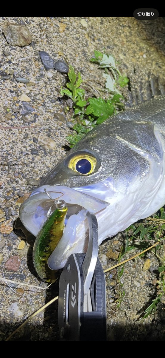 タニヒロ (@tanihiro_0817) / Posts / X