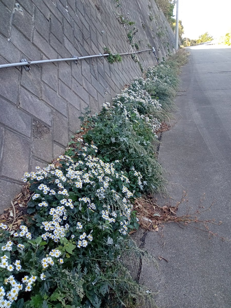 2cherry_farm's tweet photo. 島では雑草扱いなので
花壇並みの花数見れる場所減ってきた https://t.co/Kuh3dQ21RT