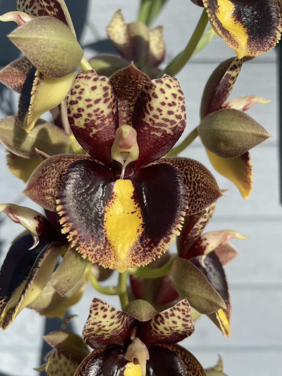 北条早雲@タケノコ蘭沼 on X