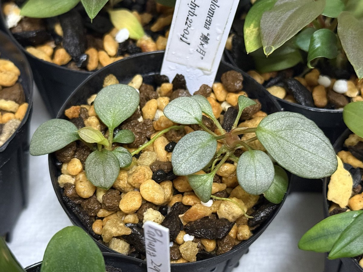 KENZO (@fw_kenzo) / Posts / X