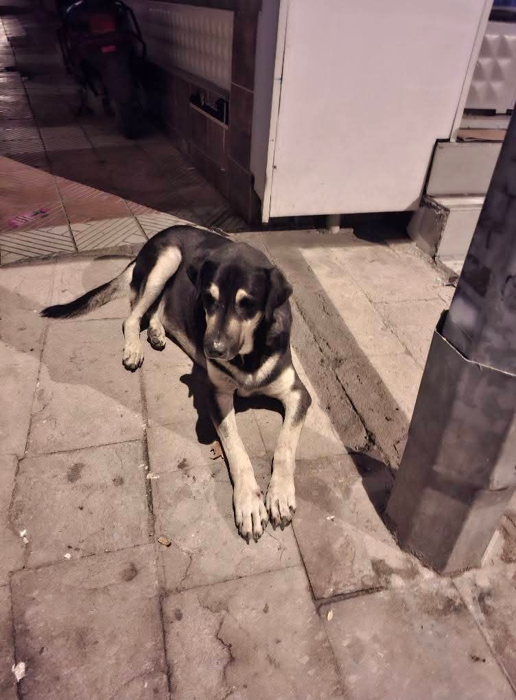 Yalvarırm Haluk Levent Bey e ulaşmam için arkadaşlarım bana yardım edin etiket yapın lütfen Haluk Bey Haluk Levent Manisa konserinde konser alanına gelip size sarılan "O da dertli oda dertli dediğiniz oğlum Kaplanı belediye aldı.
05511212981 Emine Çelen
<a href="/haluklevent/">Haluk Levent ( Ahbap Ekibi )</a>
<a href="/zeyyerinde1/">Samet Zeybek</a>