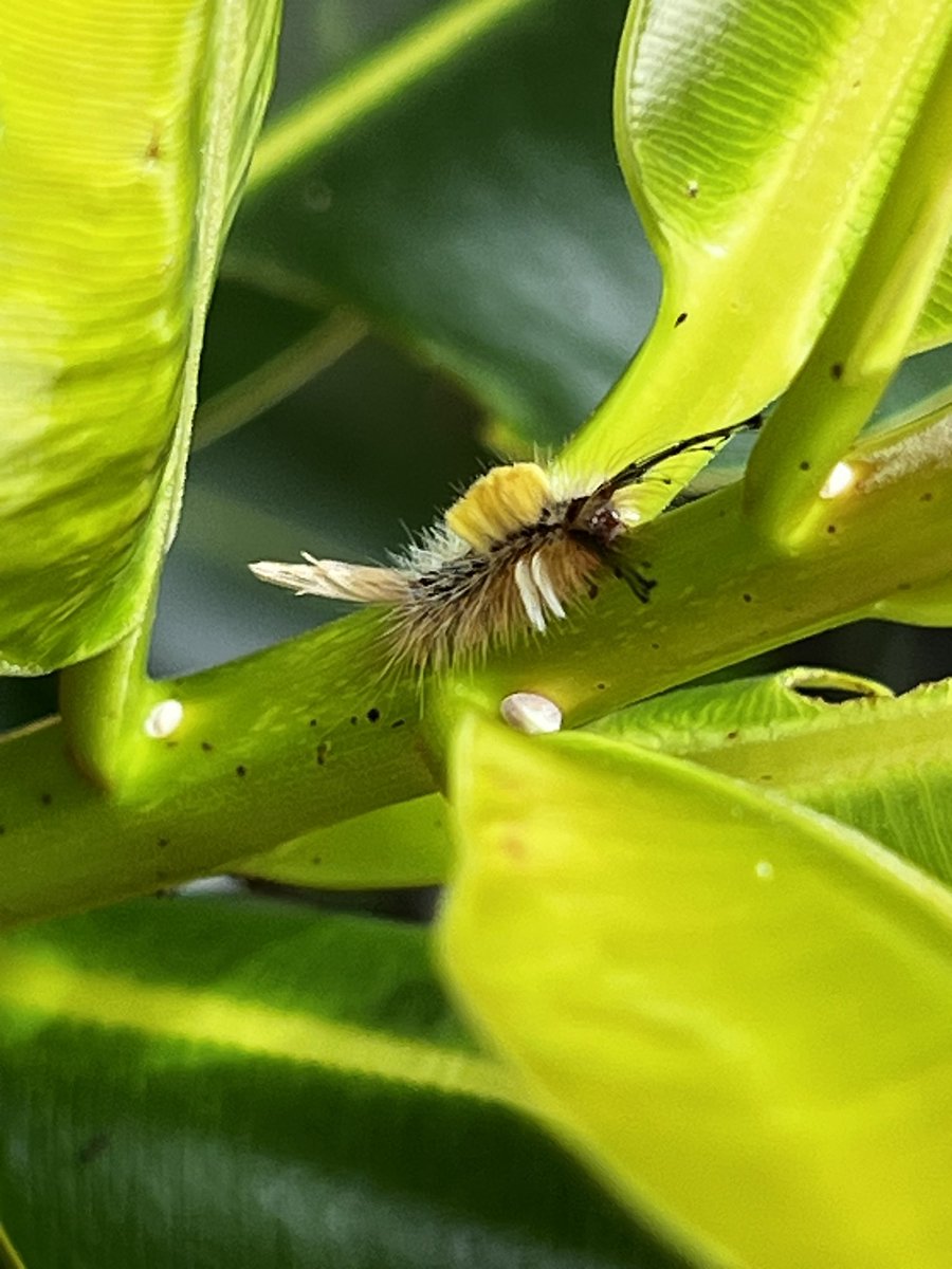 Bugbites4U's tweet image. 宮古島